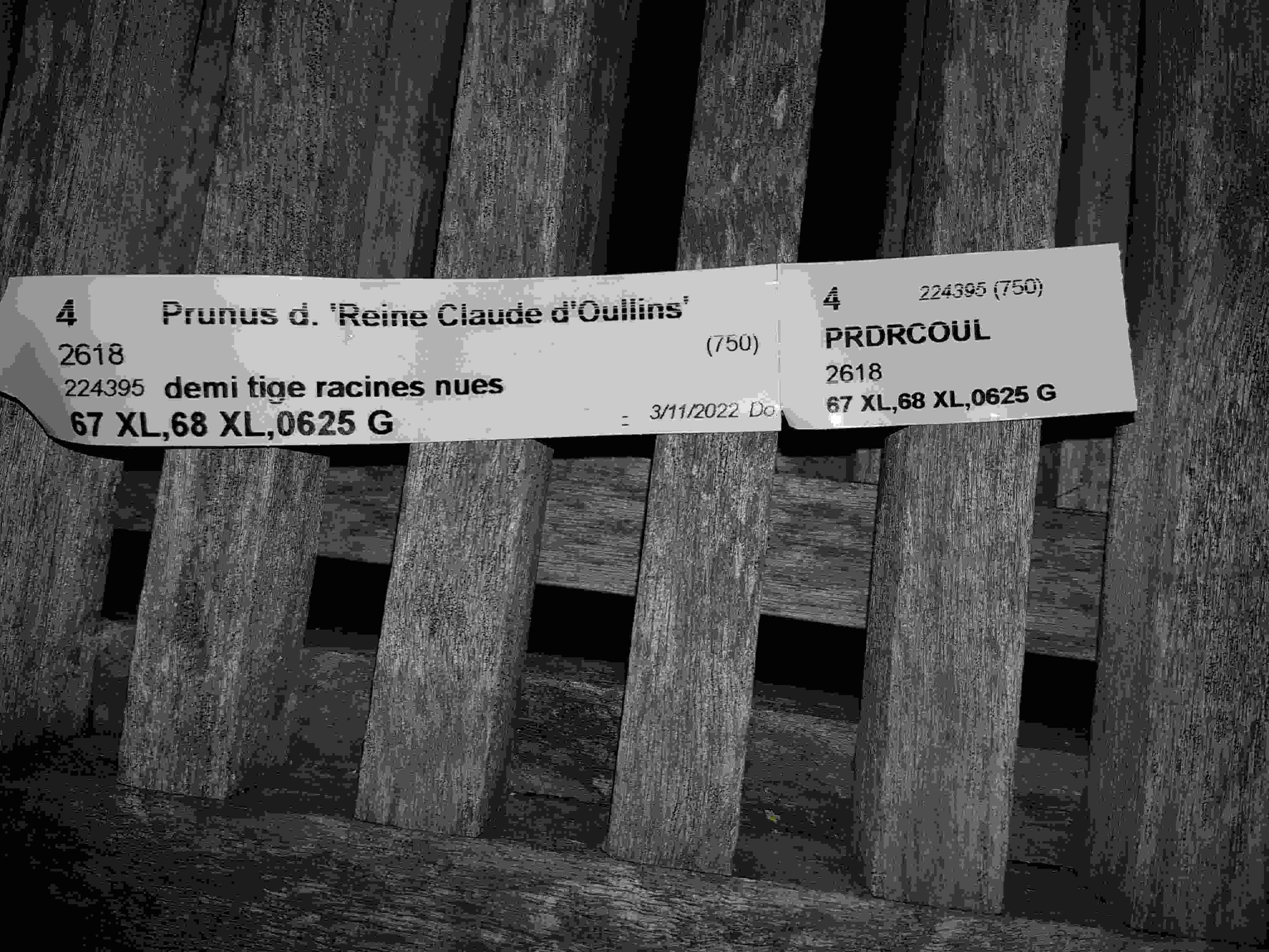 Reine claude d'oullins20221128_170403.jpg